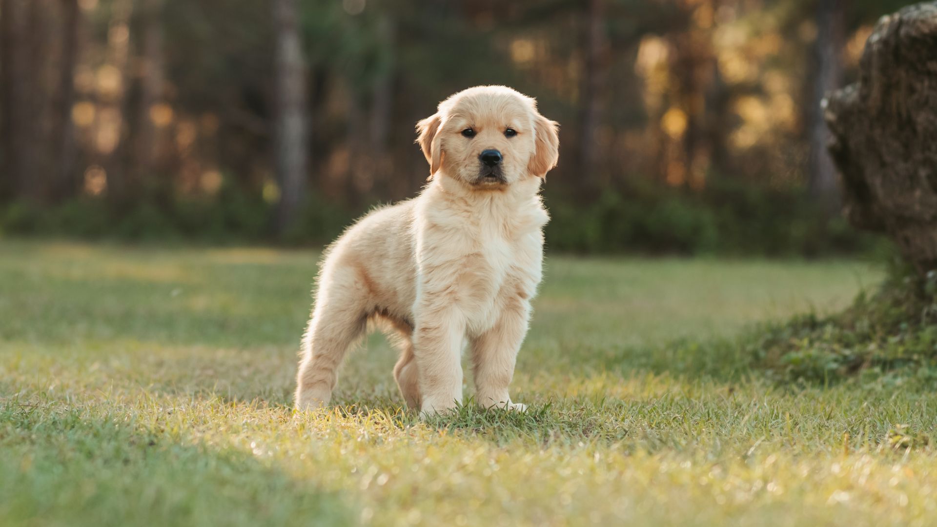 Vet Near Me Washougal, WA Camas Washougal Animal Hospital