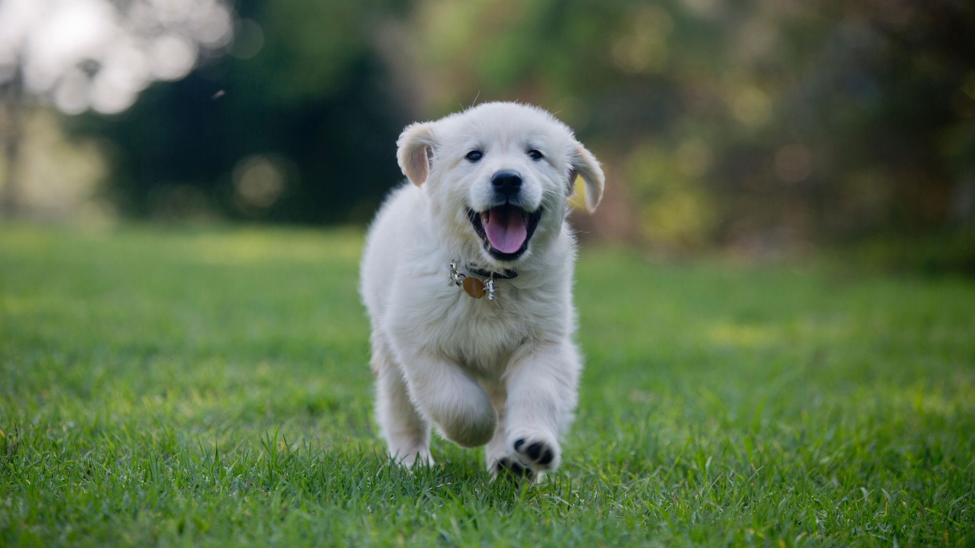 About Camas Washougal Animal Hospital | Vet In Washougal, WA 98671