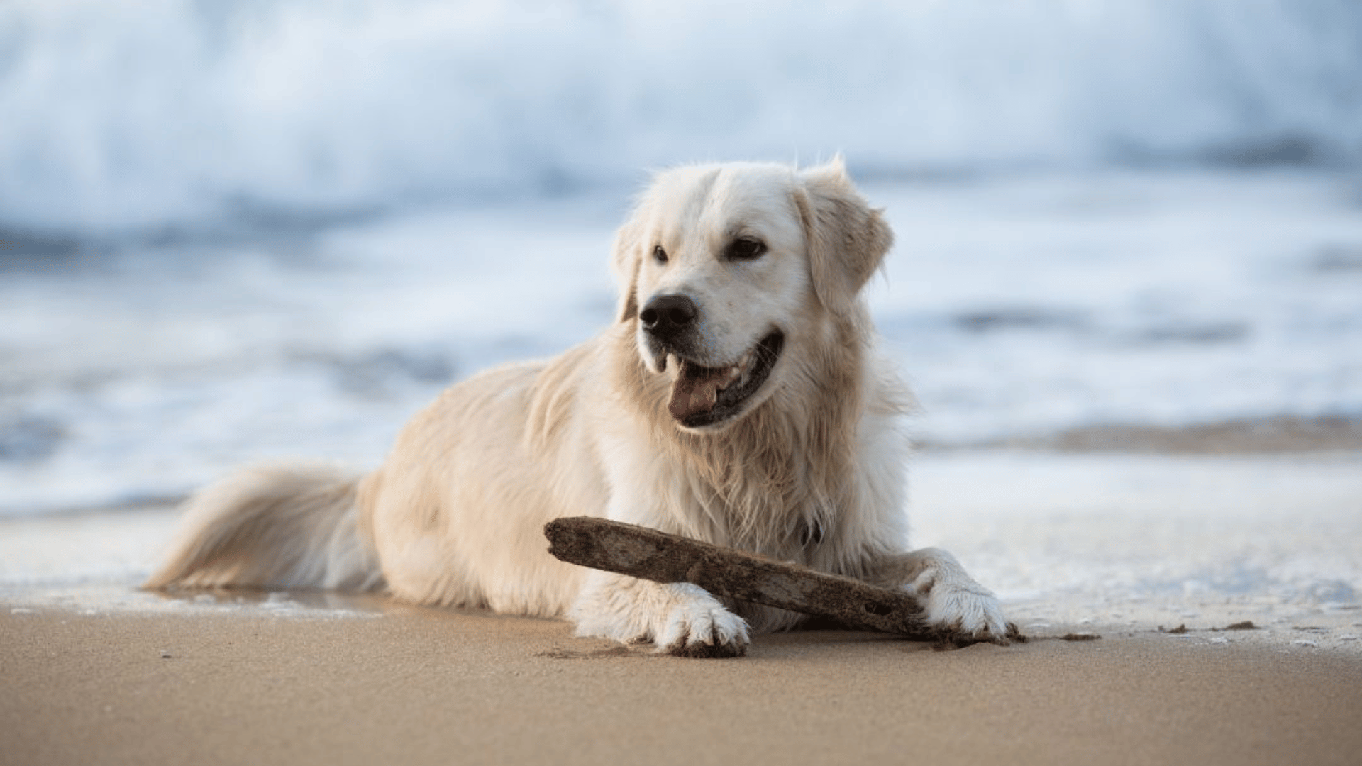 Camas Washougal Animal Hospital FAQs