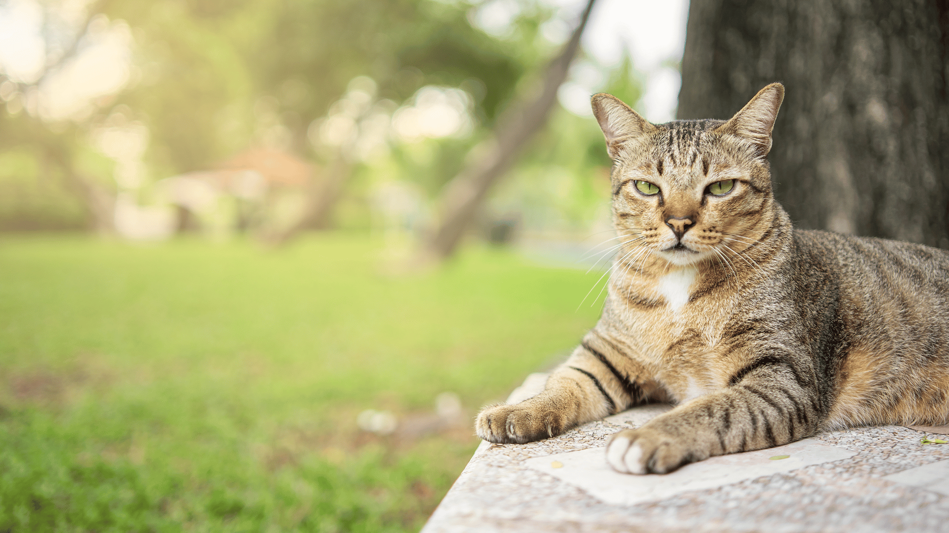 Payment Options For Veterinary Care | Camas Washougal Animal Hospital