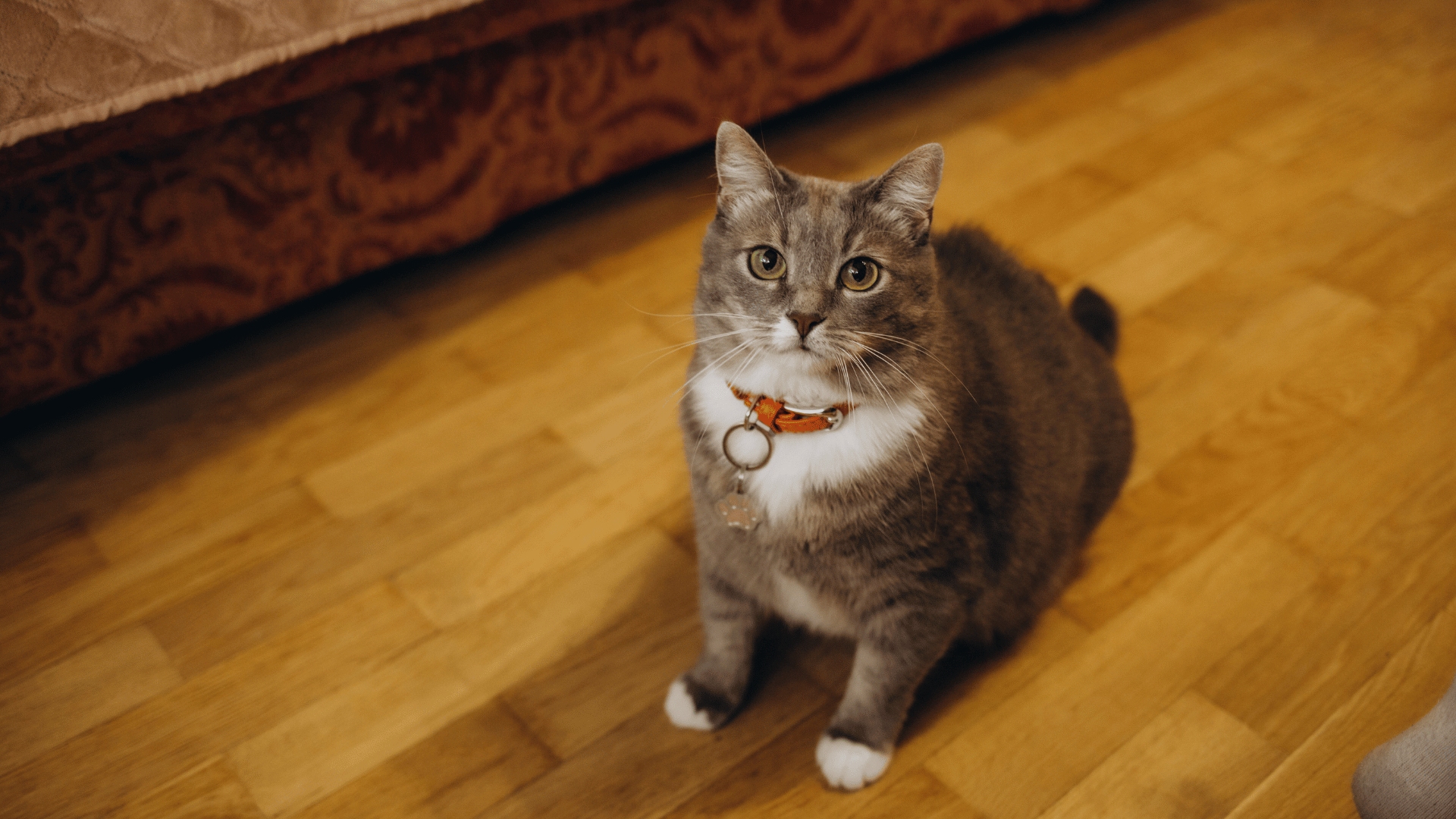 Veterinarian Reviews In Washougal, WA | Camas Washougal Animal Hospital