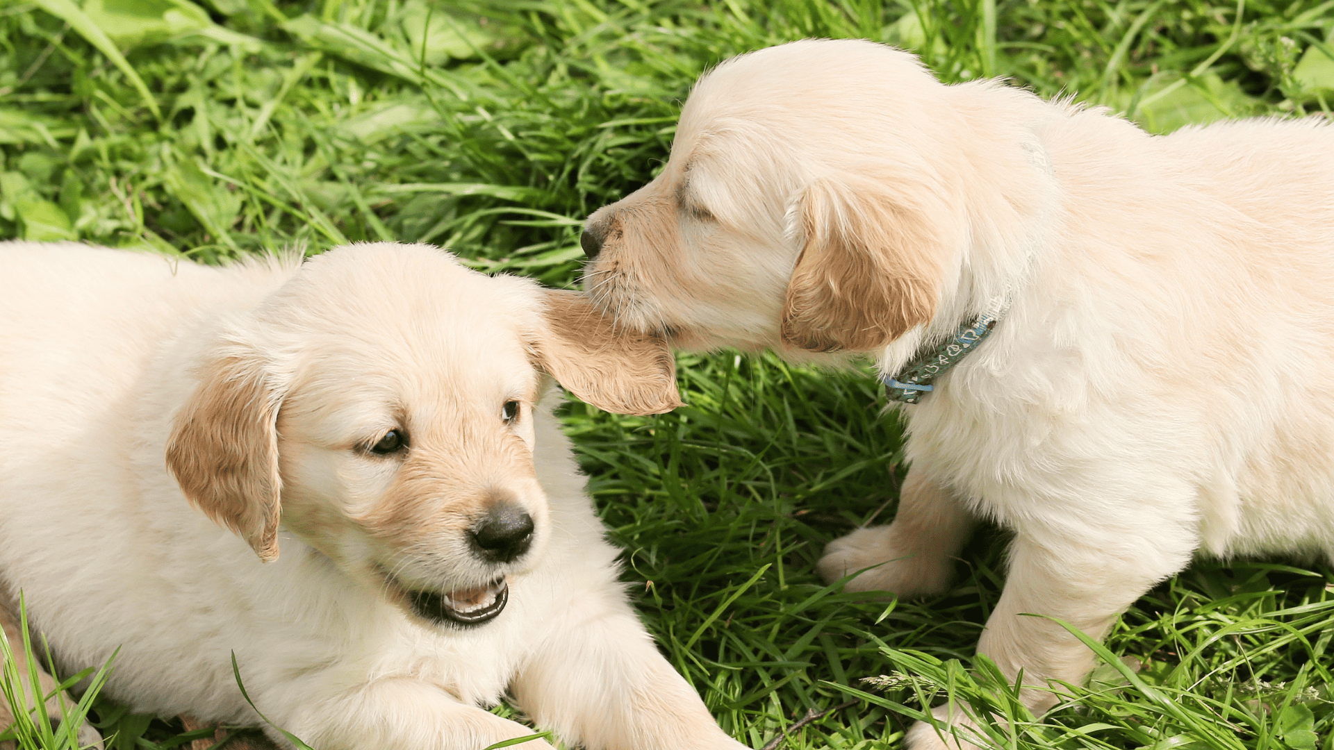 Veterinarian In Washougal, WA 98671 | Camas Washougal Animal Hospital