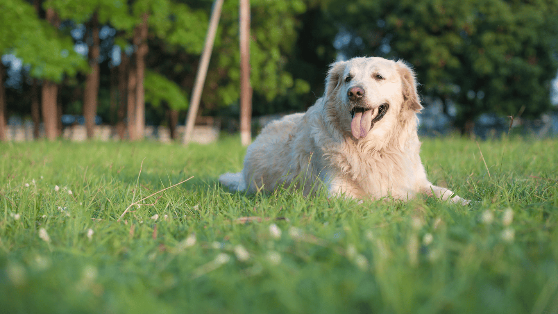 Specialist Directory | Camas Washougal Animal Hospital