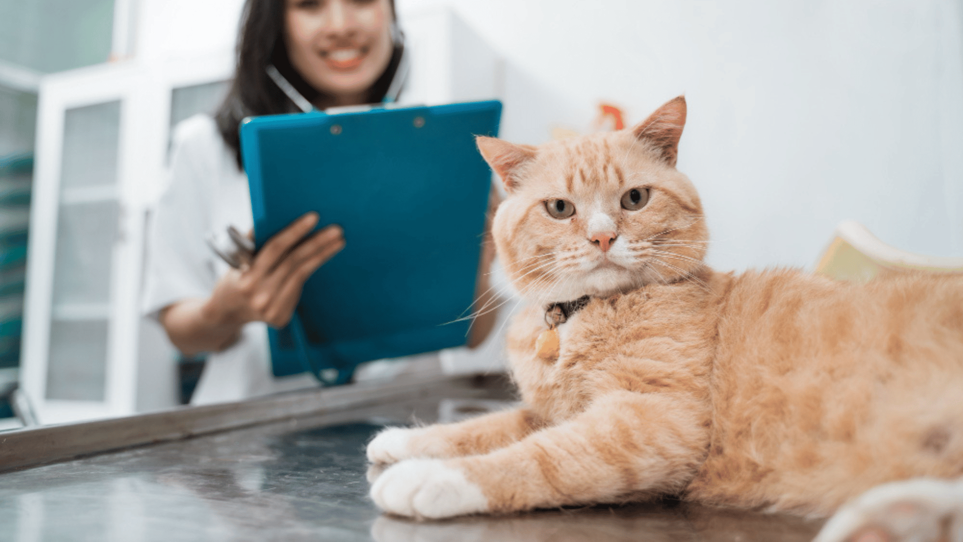 Pet Pain Management In Washougal, WA | Camas Washougal Animal Hospital