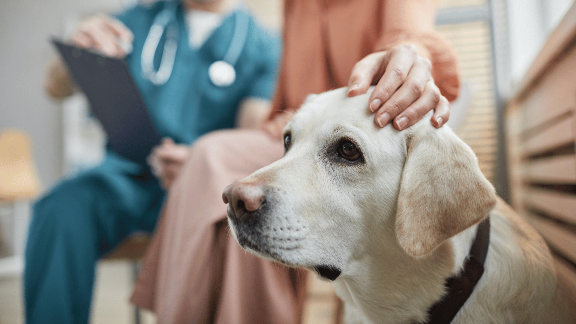 Pet Wellness Exams In Washougal, WA | Camas Washougal Animal Hospital