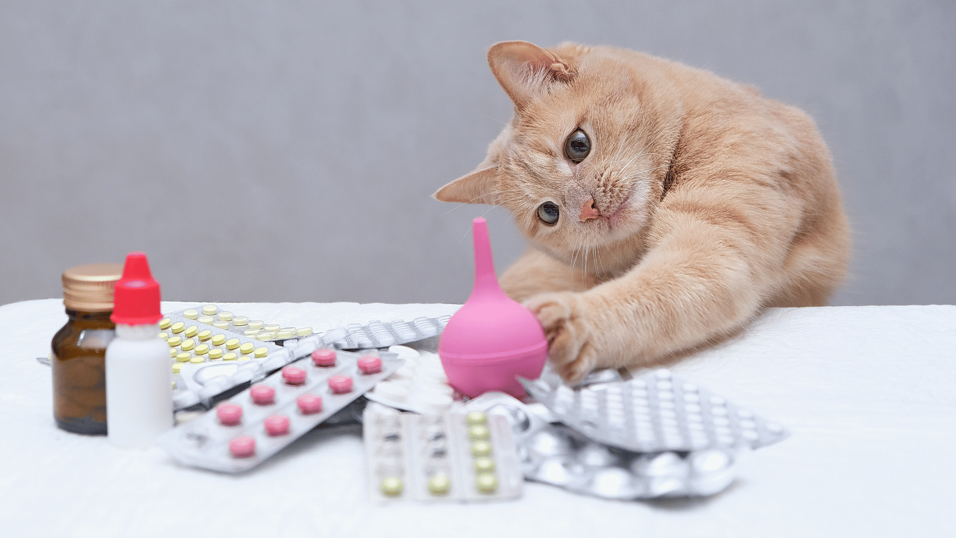 Pet General Medicine In Washougal, WA | Camas Washougal Animal Hospital