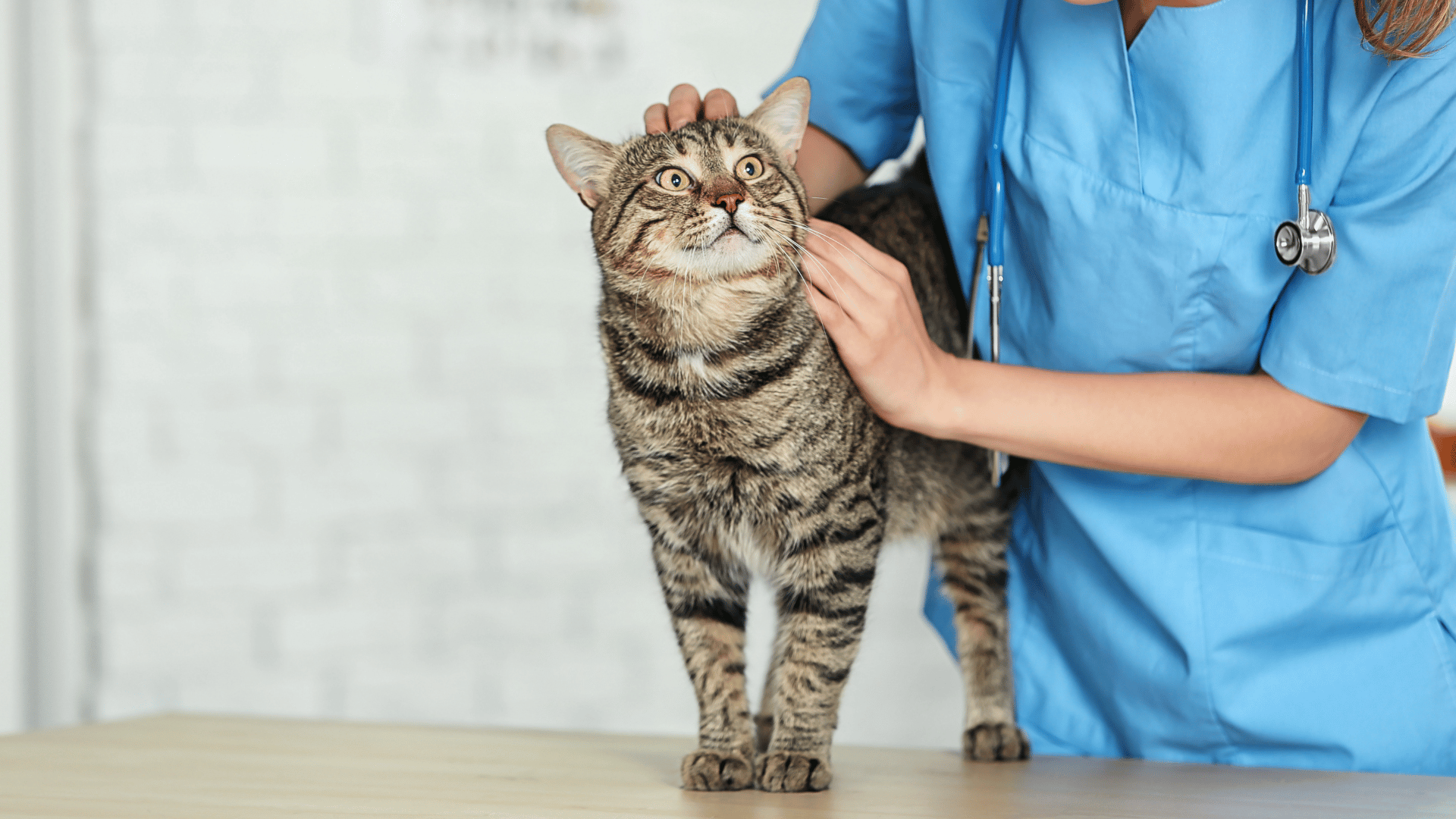 Senior Pet Care In Washougal, WA 98671 | Camas Washougal Animal Hospital