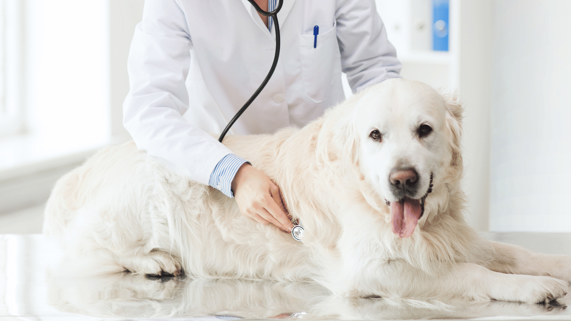 Washougal, WA 98671 Veterinary Services | Camas Washougal Animal Hospital
